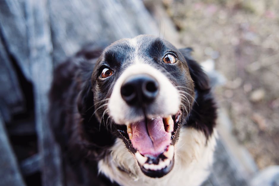 Hunde, die Geschenke bringen