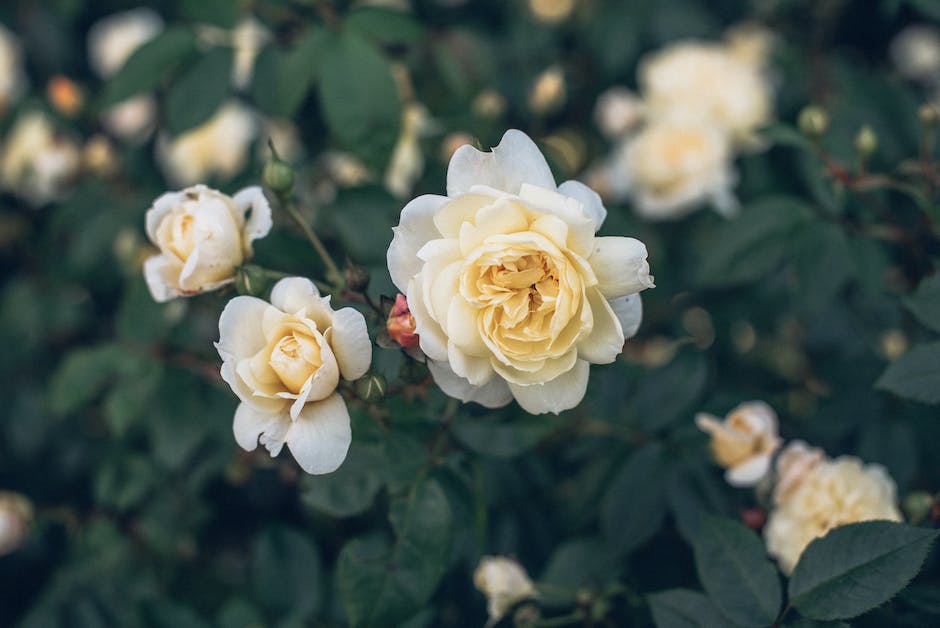 Weiße Rosen als Symbol für Reinheit und Unschuld als Geschenk
