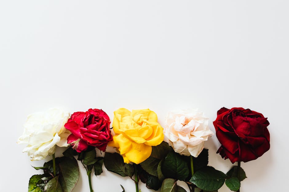 Weiße Rosen als Geschenk: symbolisieren Unschuld, Reinheit und Stärke